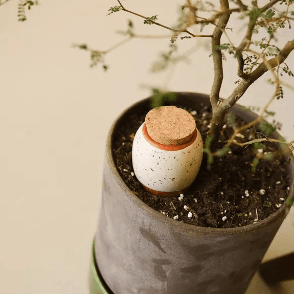 Trio Mini Ollas – Natuurlijk en automatisch bewateringssysteem voor je planten