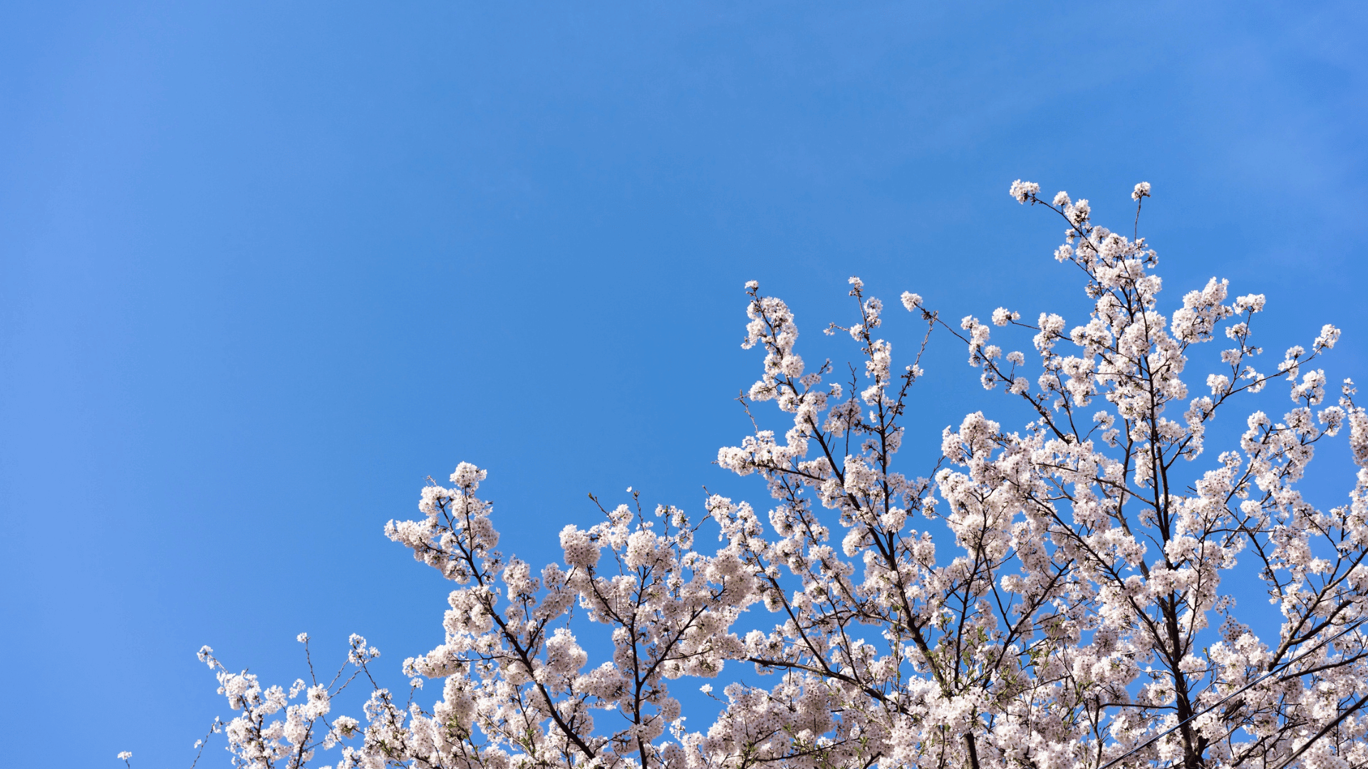 printemps-profitez-des-beaux-jours-avec-vos-ecocheques