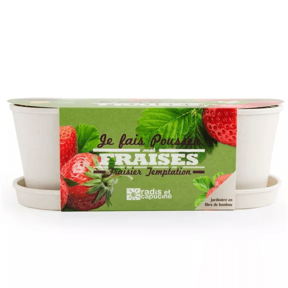 Fraisiers - Jardinière bambou