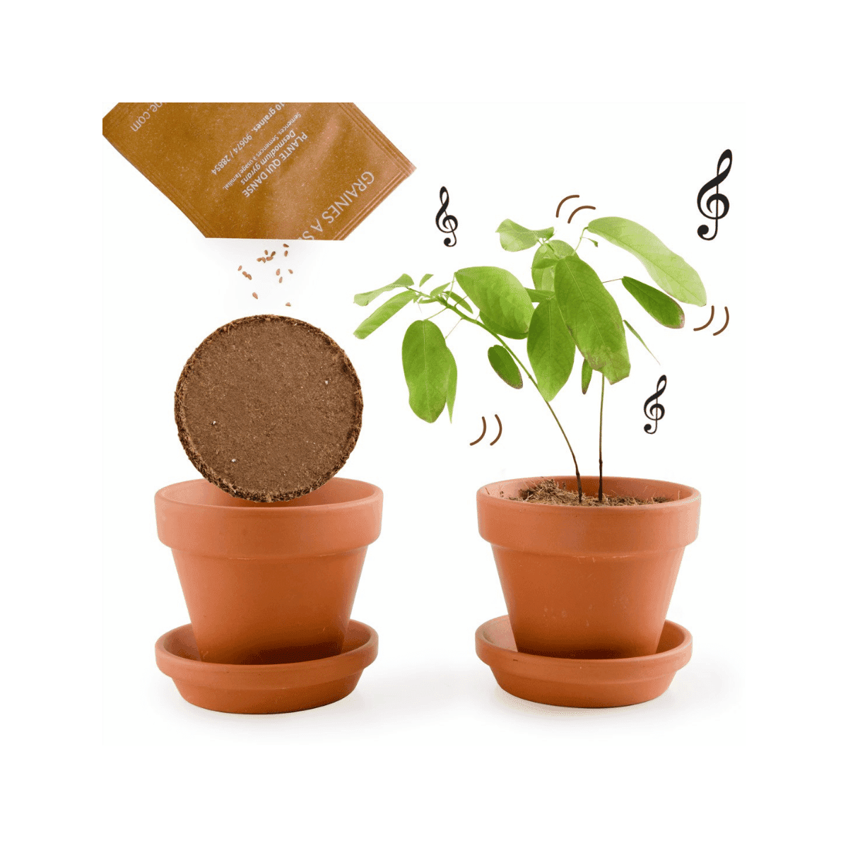 Dansende plantenzaden in een groeipot