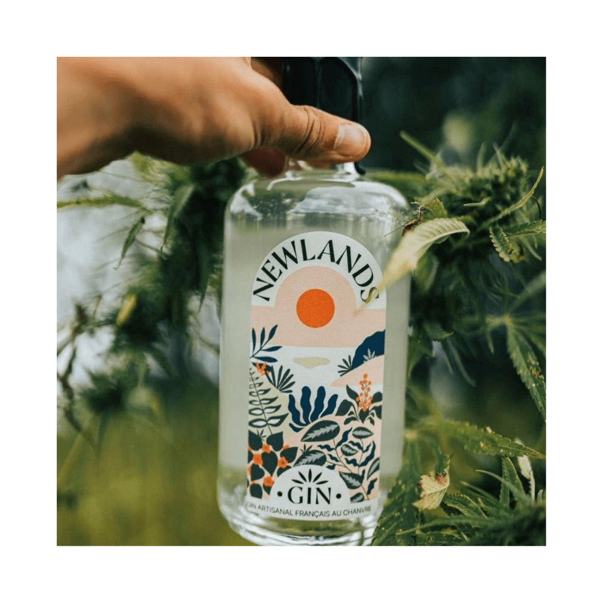 Gin au chanvre BIO - NEWLANDS