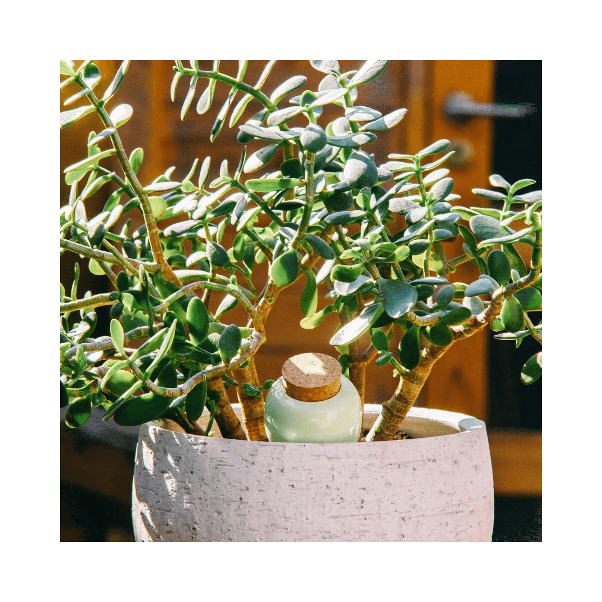 Olla hydratante Pepin - Vert