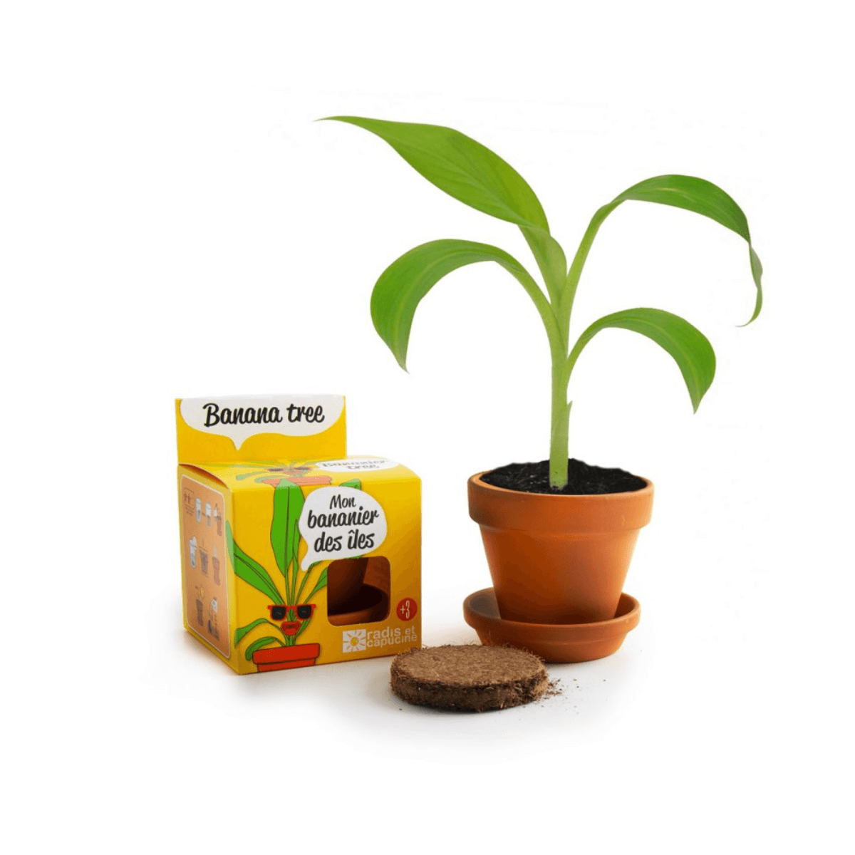 Bananenzaden in een groeipot