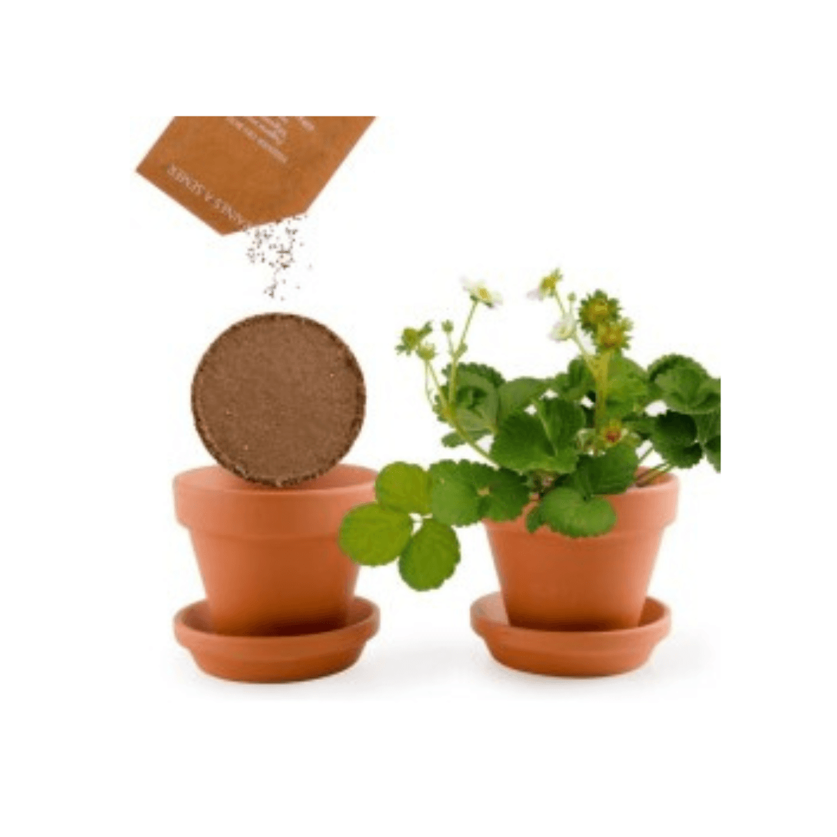 Mijn kleine aardbeiboom - pot 8 cm - Radis et Capucine