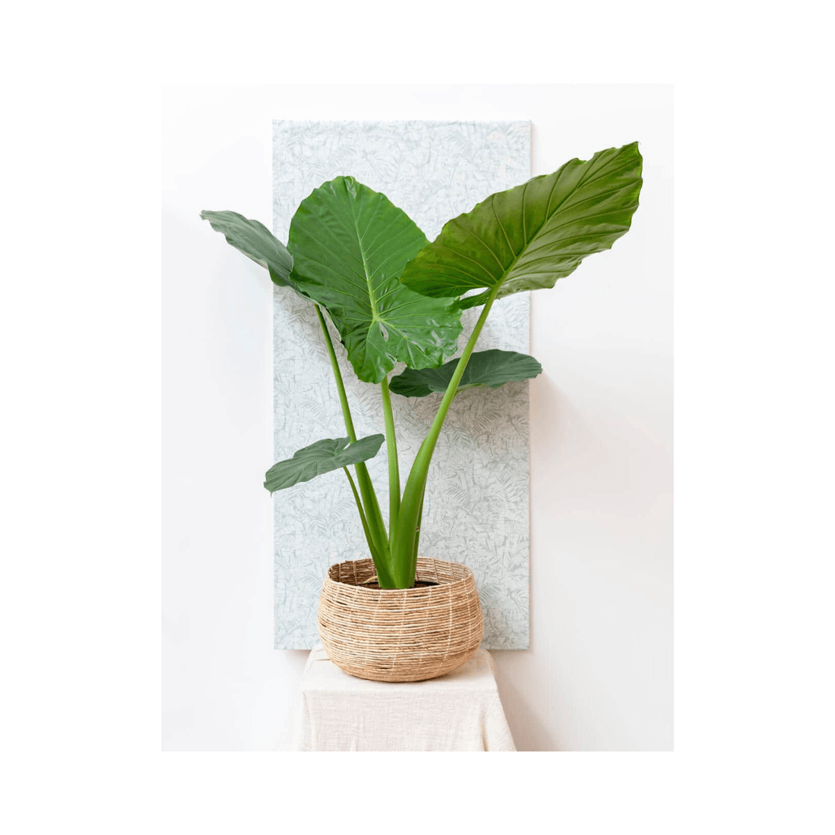 Set de 3 paniers en Abaca - Clair - ABACA FLOOR BASKET NATURAL