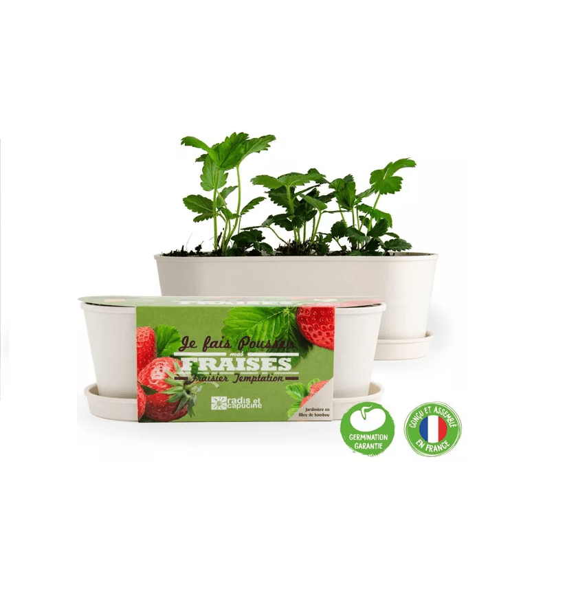 Fraisiers - Jardinière bambou
