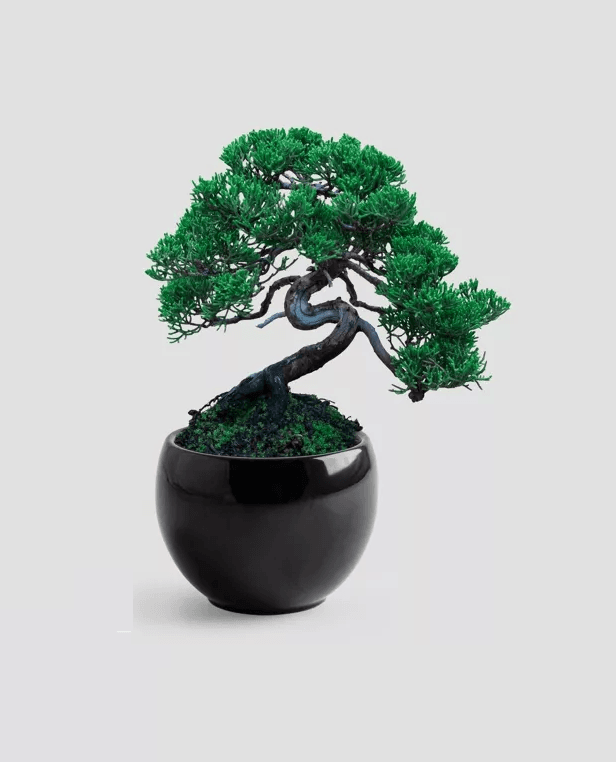 Kit Bonsaï Pin Parasol