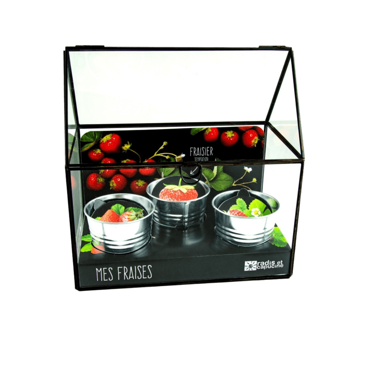 Serre Châssis + 3 pots - Fraisiers